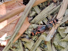 Horvathiolus guttatus