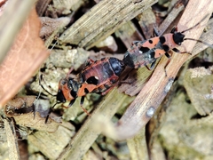 Horvathiolus guttatus