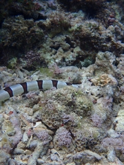 Myrichthys colubrinus