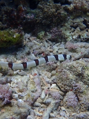 Myrichthys colubrinus