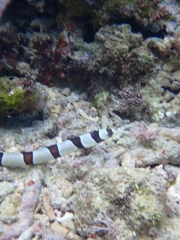 Myrichthys colubrinus