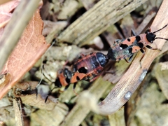 Horvathiolus guttatus