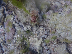 Myrichthys colubrinus