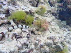 Myrichthys colubrinus