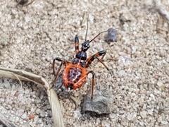 Rhynocoris iracundus