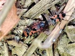 Horvathiolus guttatus
