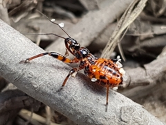 Rhynocoris iracundus
