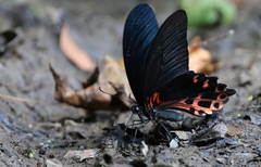 Papilio thaiwanus