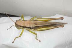 Bermius odontocercus