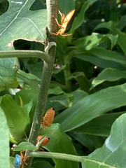 Edessa rufomarginata