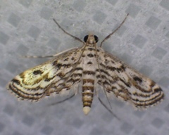 Parapoynx allionealis