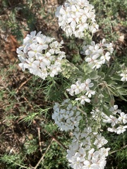 Dimorphocarpa candicans