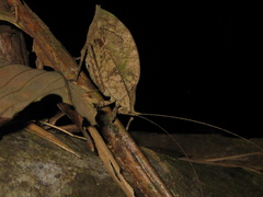 Typophyllum lacinipenne