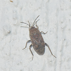 Rhyparothesus atomarius