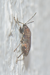 Rhyparothesus atomarius