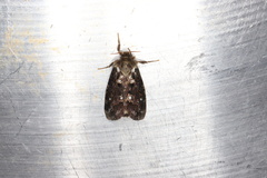 Korscheltellus gracilis