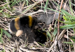 Bombus terrestris