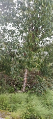 Betula utilis