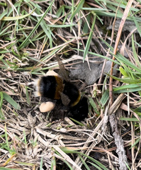 Bombus terrestris
