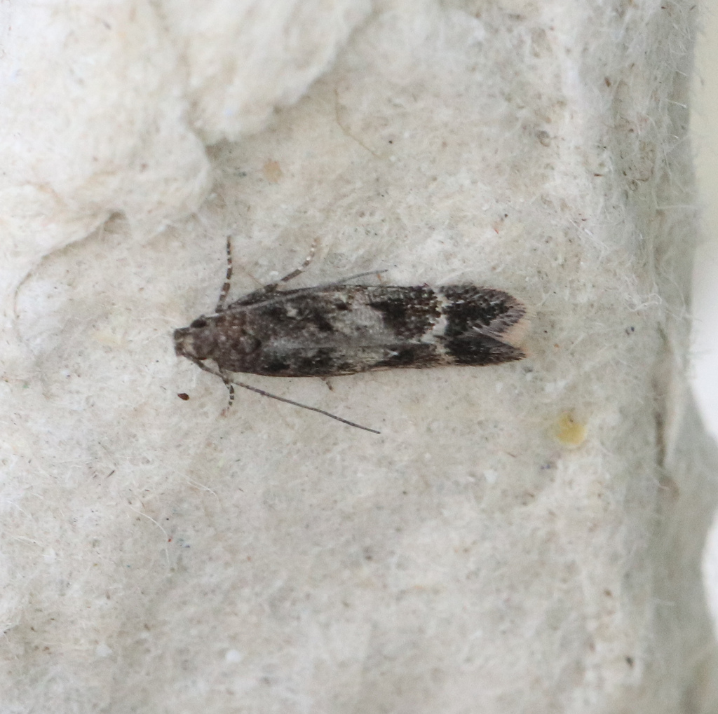 Caryocolum pullatella