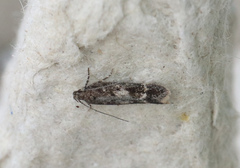 Caryocolum pullatella