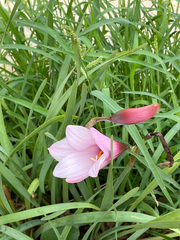 Zephyranthes robusta