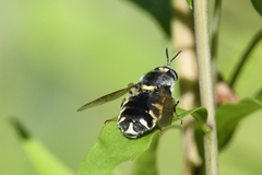 Stratiomys singularior