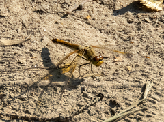 Sympetrum flaveolum