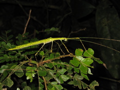 Cesaphasma