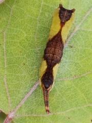 Cerura vinula