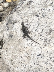 Sceloporus occidentalis taylori