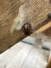 Steatoda nobilis