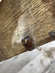 Steatoda nobilis