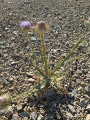 Carduoideae