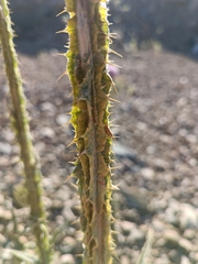 Carduoideae