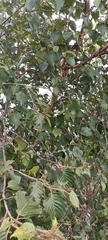 Betula utilis