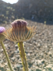 Carduoideae