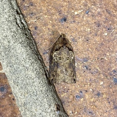 Cryptoptila australana