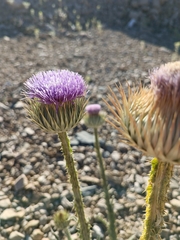 Carduoideae