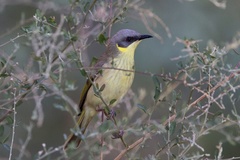 Ptilotula keartlandi