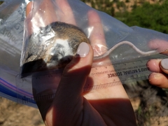 Peromyscus truei