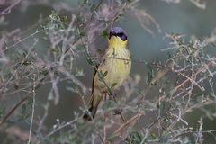 Ptilotula keartlandi