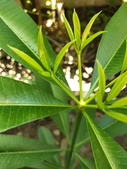 Alstonia