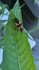 Oncopeltus fasciatus