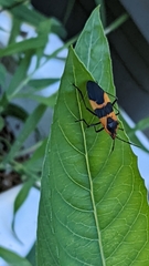 Oncopeltus fasciatus