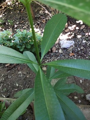 Alstonia