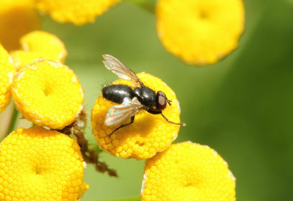 Loewia from Восточный административный округ, Москва, Россия on July 30 ...