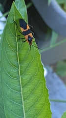 Oncopeltus fasciatus