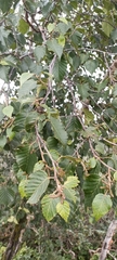 Betula utilis