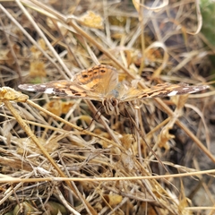 Vanessa altissima